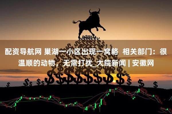 配资导航网 巢湖一小区出现一窝貉  相关部门：很温顺的动物，无需打扰_大皖新闻 | 安徽网