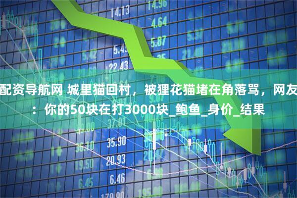 配资导航网 城里猫回村，被狸花猫堵在角落骂，网友：你的50块在打3000块_鲍鱼_身价_结果